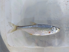 Alburnoides rossicus