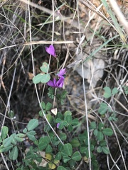 Lespedeza floribunda