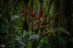 Tillandsia leiboldiana