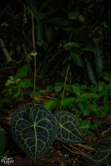 Anthurium clarinervium