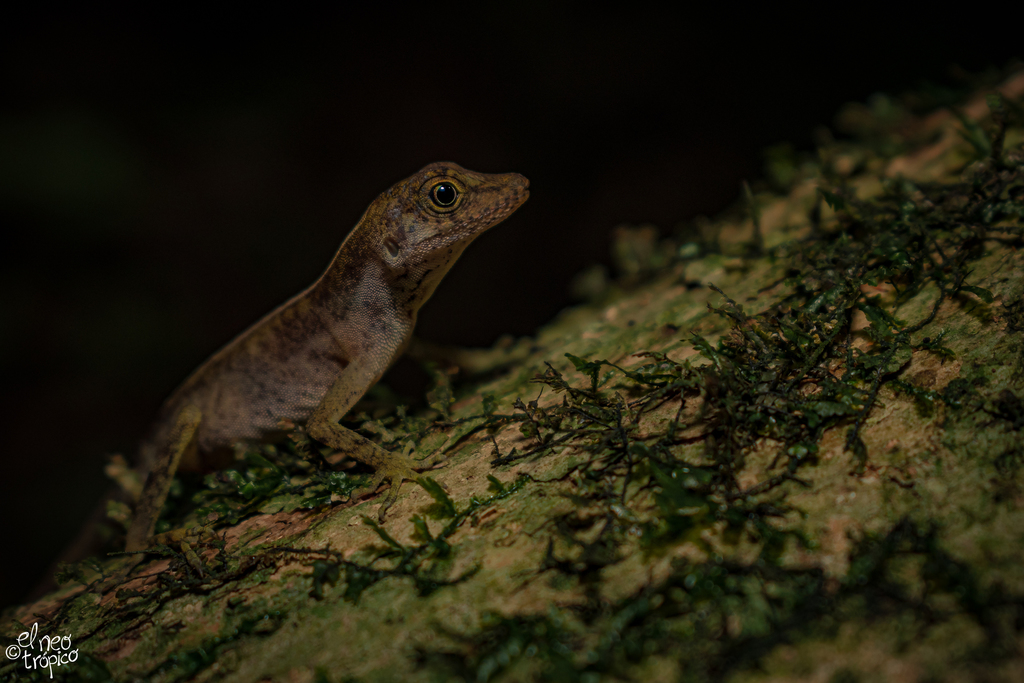 Berriozabal Anole