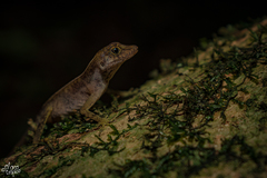 Anolis parvicirculatus