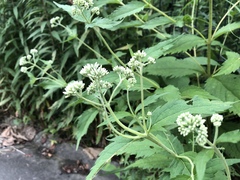 Eupatorium makinoi