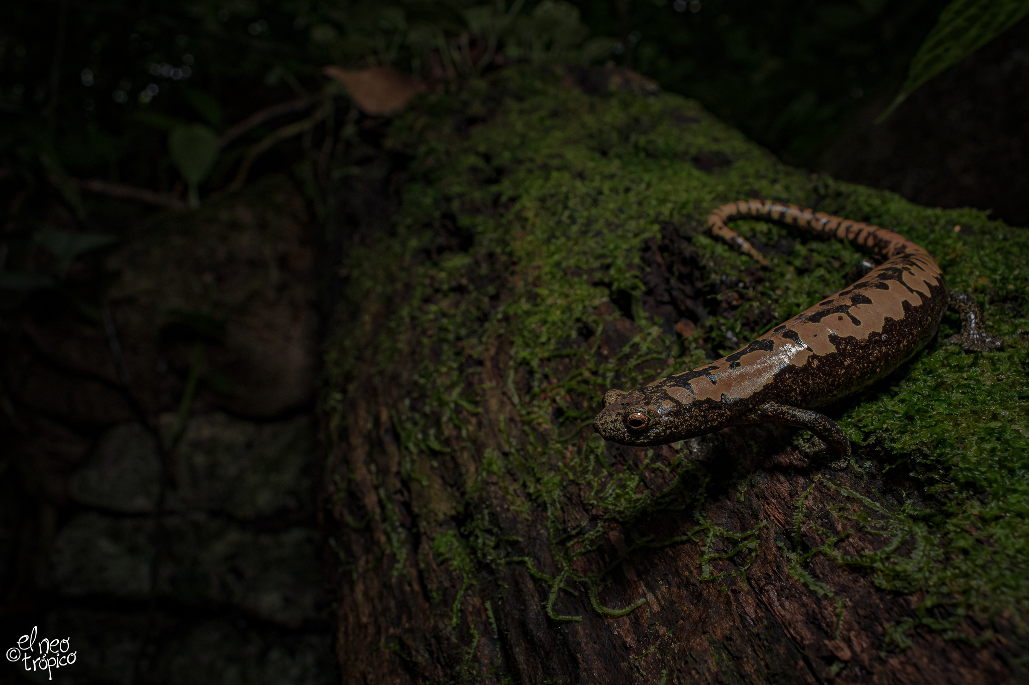 Alberch's Mushroom-tongue Salamander, Bolitoglossa alberchi