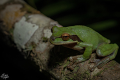 Smilisca cyanosticta