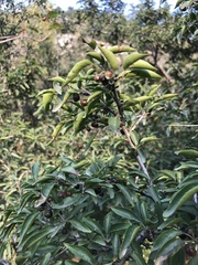Rhamnus bungeana