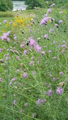 Centaurea stoebe australis