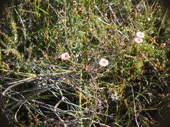 Actinodium cunninghamii