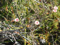 Actinodium cunninghamii