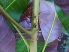 Idioscopus nitidulus