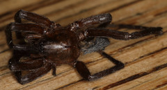 Anachemmis linsdalei