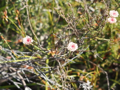 Actinodium cunninghamii