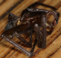 Anachemmis linsdalei