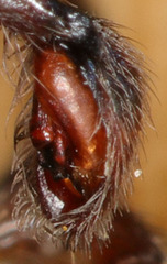 Anachemmis linsdalei