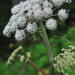Wild Angelica - Photo (c) tsiegretlop, some rights reserved (CC BY)