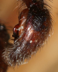 Anachemmis linsdalei