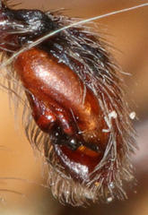 Anachemmis linsdalei