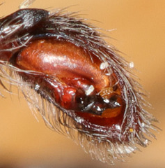 Anachemmis linsdalei