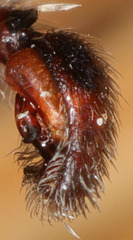 Anachemmis linsdalei