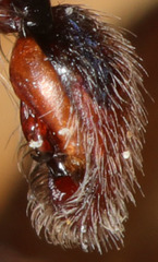Anachemmis linsdalei