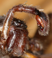 Anachemmis linsdalei