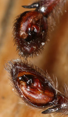 Anachemmis linsdalei