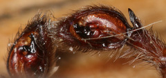 Anachemmis linsdalei
