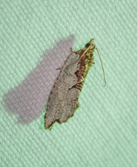 Glyphidoptera polymita