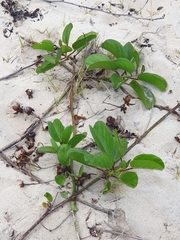 Canavalia rosea