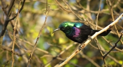 Cinnyris bifasciatus microrhynchus