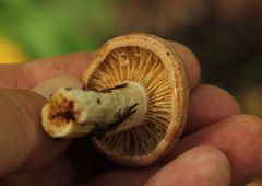 Lactarius trivialis