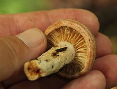 Lactarius trivialis