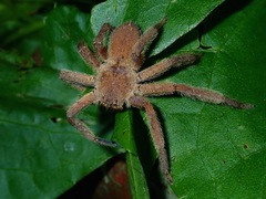Heteropoda pingtungensis
