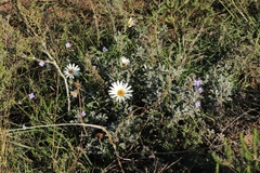 Arctotis pinnatifida