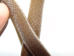 Mastigodryas boddaerti