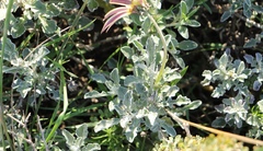 Arctotis pinnatifida