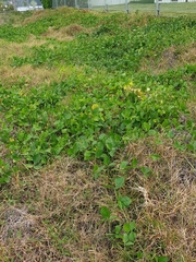 Canavalia rosea
