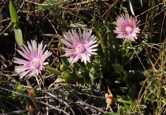 Acrodon bellidiflorus