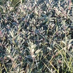 Myrica gale tomentosa