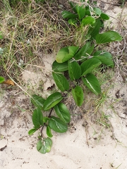 Canavalia rosea