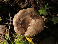 Lactarius trivialis