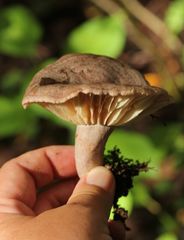 Lactarius trivialis