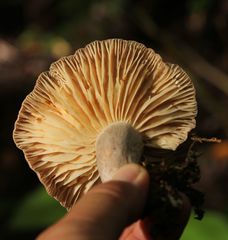Lactarius trivialis