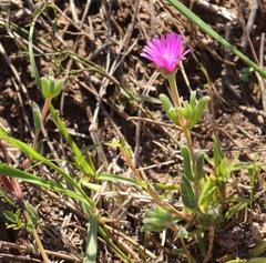 Delosperma neethlingiae