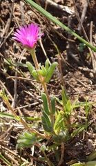 Delosperma neethlingiae