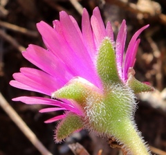 Delosperma neethlingiae