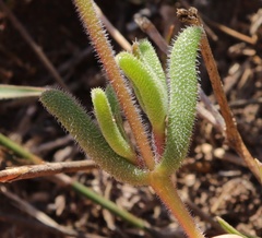 Delosperma neethlingiae