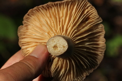 Lactarius trivialis