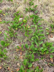 Canavalia rosea