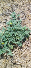 Ecballium elaterium